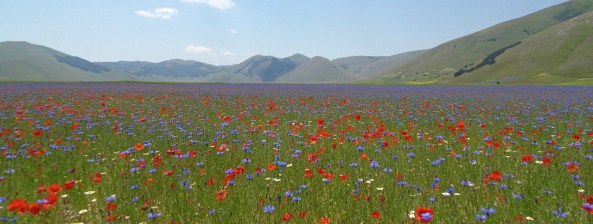 Fioritura castelluccio Pana