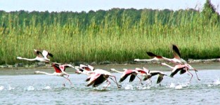 laguna_orbetello_fenicotteri